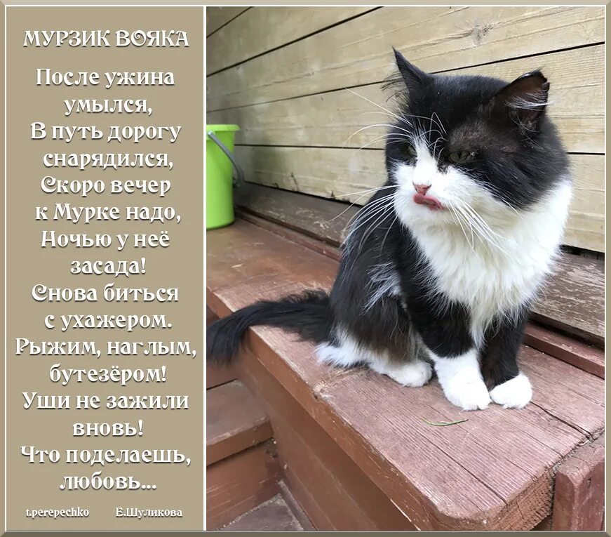 Мурзик любит играть. Кот Мурзик. Кот Мурзик фото. Стих про кота Мурзика. Стихи про Мурзика.