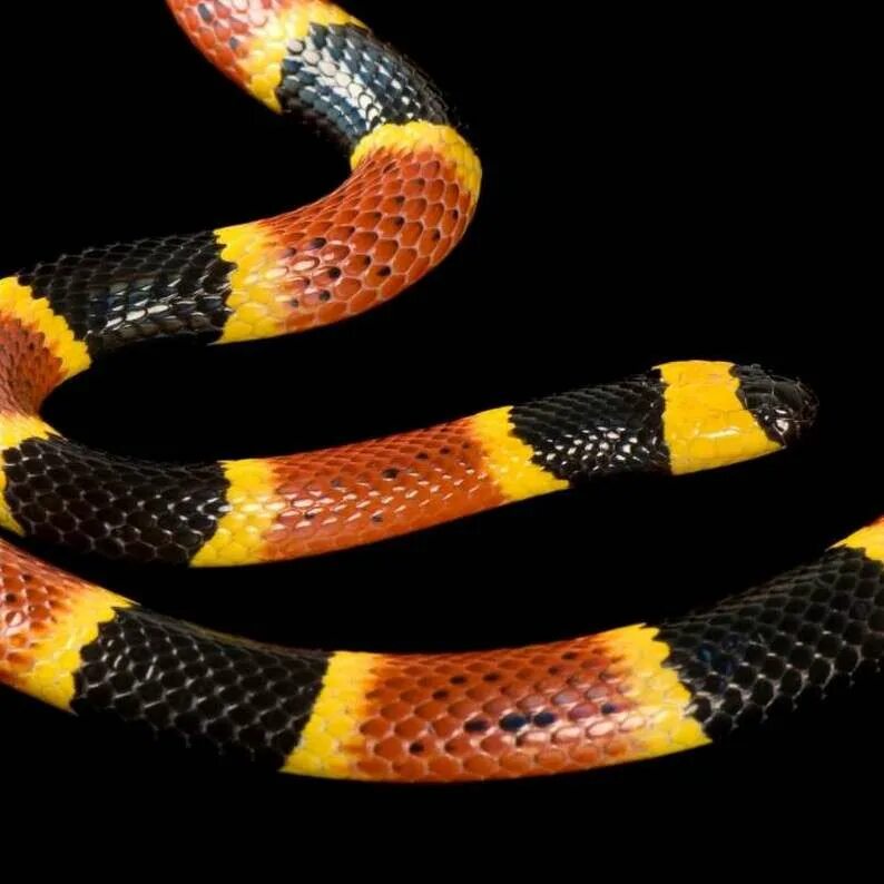 Красно желтая змея. Аспид змея ядовитая. Арлекиновый коралловый Аспид. Коралловый Аспид змея. Змея коралловый Аспид ядовитая.