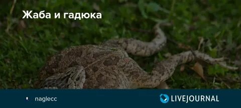 Гадюка мем