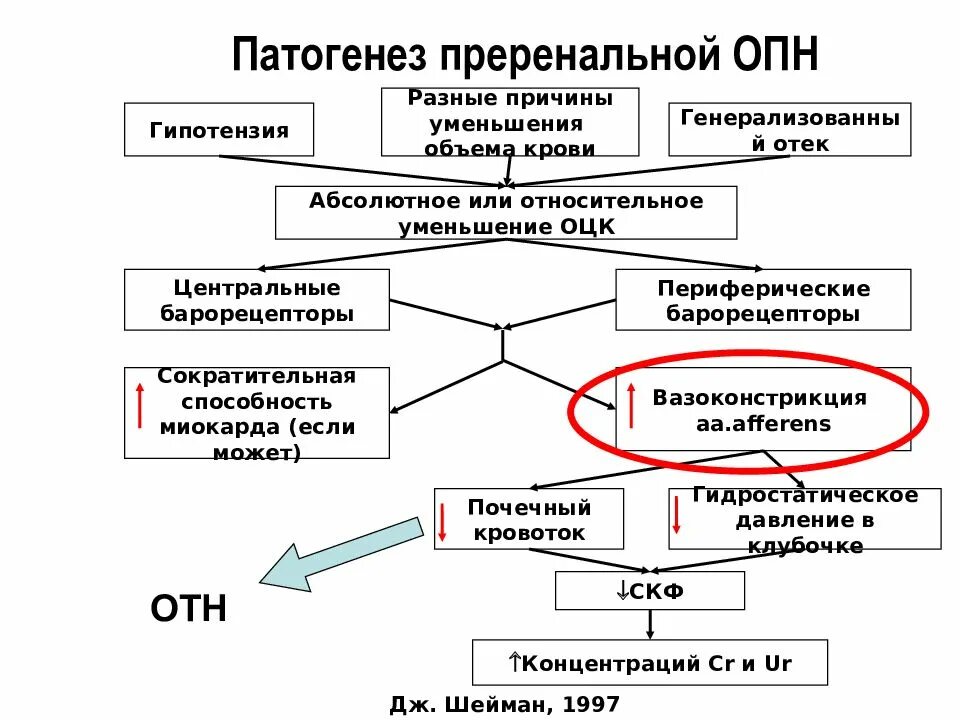 Острая почечная недостаточность патогенез. Патогенез постренальной ОПН. Стадии ОПН преренальная ренальная. Схема патогенеза острой почечной недостаточности. Патогенез почки