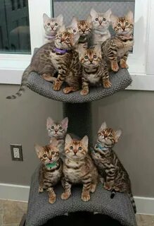 7 кошачьих