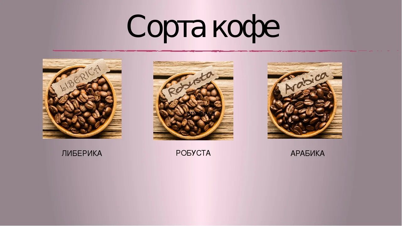 Сколько есть сортов кофе. Кофе арабика робуста либерика. зёрна робуста арабика либерика. виды кофе арабика робуста либерика. арабика робуста либерика разница.