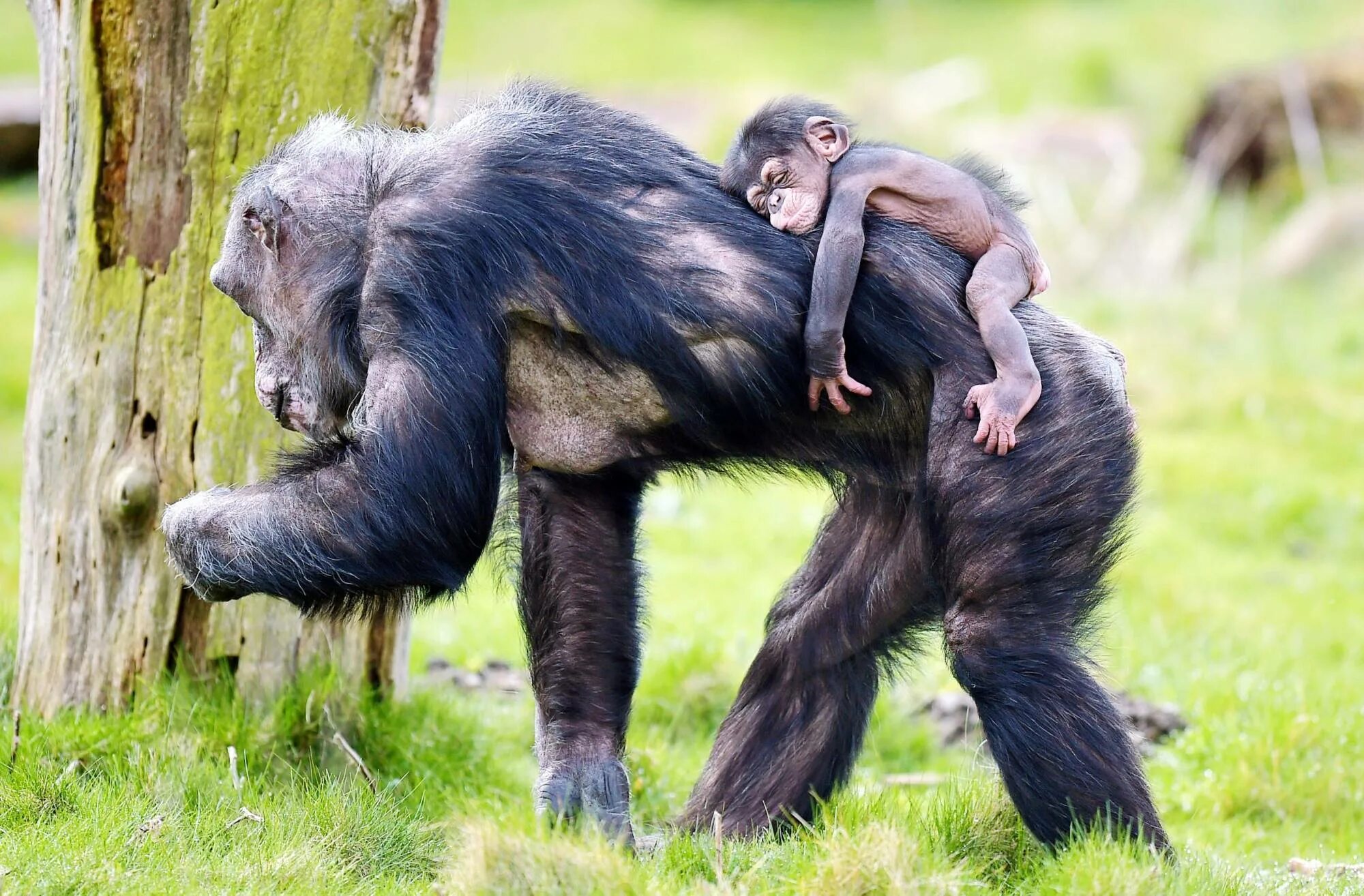 Обезьяна потом. Обезьянf c ltntysijv. Обезьяна с детенышем на спине. Шимпанзе. Мартышка со спины.