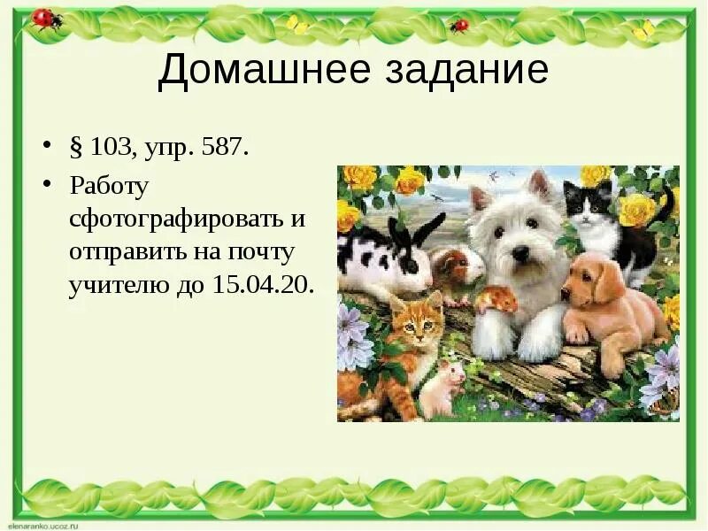 Описание животного 2 класс русский язык. Описание животного 5 класс. Сочинение описание животного 5 класс презентация. Описание животного 5 класс презентация. Описание животного 3 класс русский.