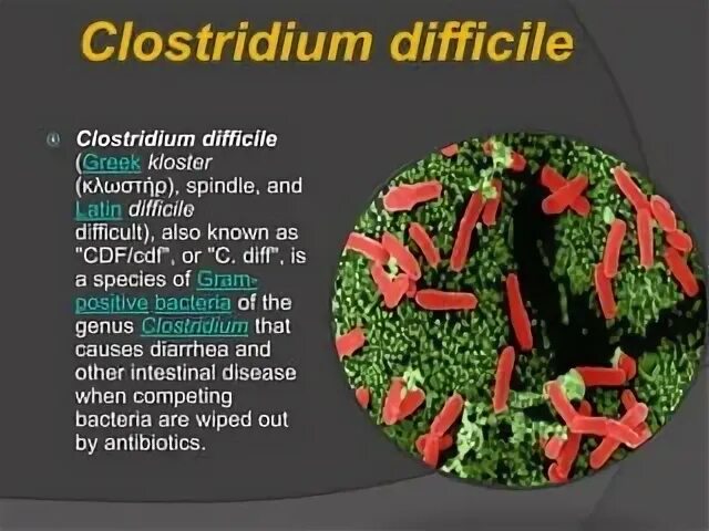 Clostridium difficile антибиотики. Клостридия диффициле Clostridium. Clostridium сапрофиты. Антибиотики против клостридии диффициле. Clostridium difficile что это