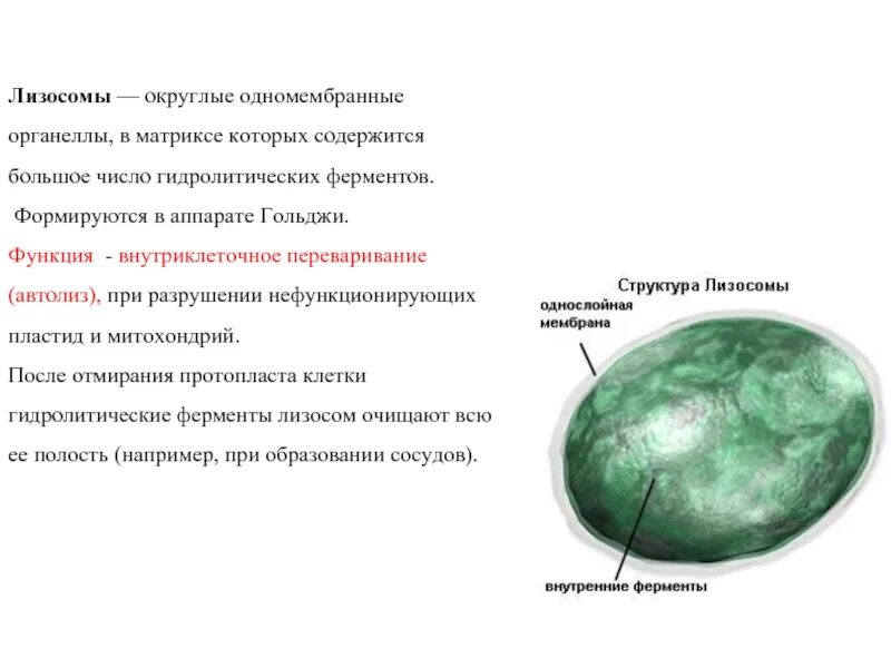 2 лизосомы содержат. Лизосомы строение характеристика и функции. Характеристика лизосом. Характеристики структуры лизосомы. Лизосомы функции кратко.