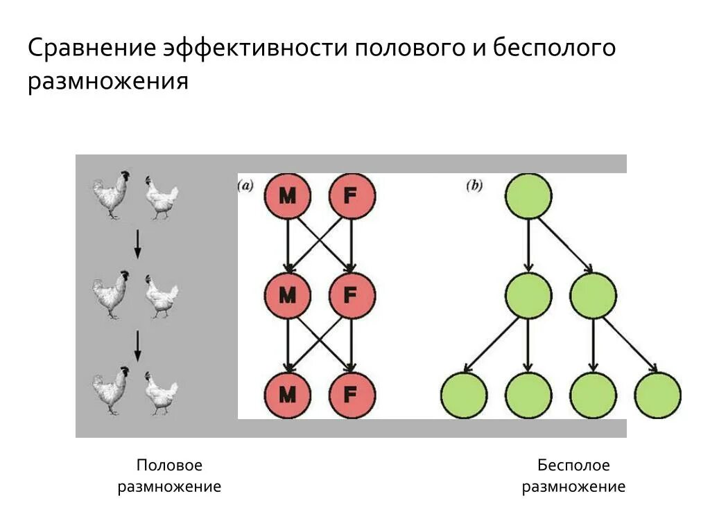 Сравнение полового и бесполого размножения. Сравнение эффективности полового и бесполого размножения.. Половое размножение. Сравни половое и бесполое размножение.