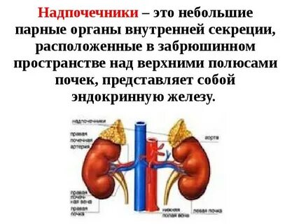 Почечная железа