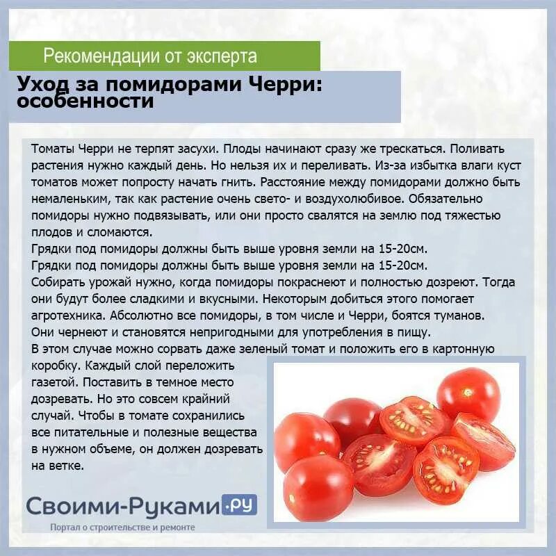 Когда можно есть и помидоры после. Помидоры черри. помидоры черри маленькие. чем полезны помидоры черри. томаты черри растут.