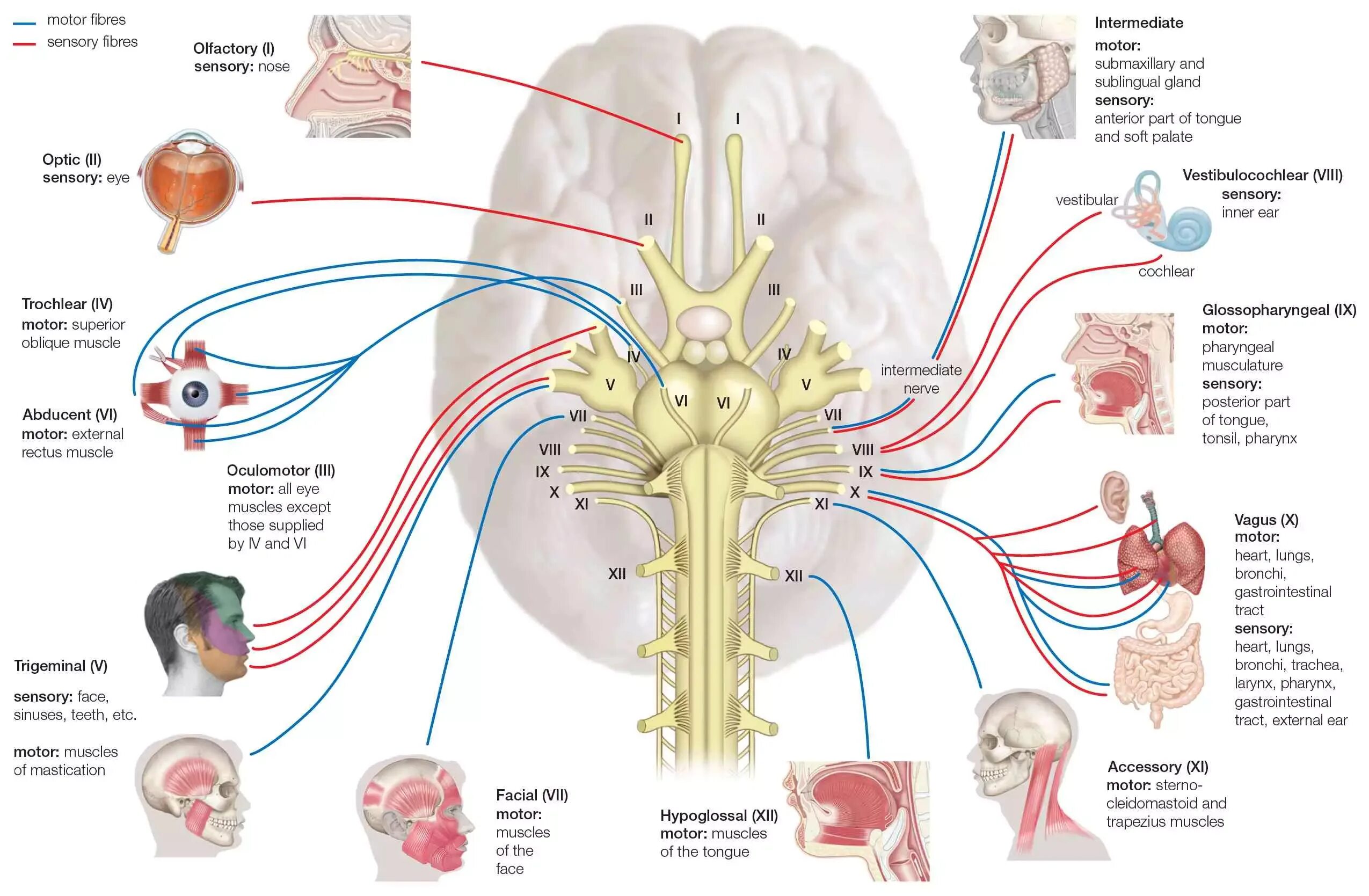 Черепные нервы человека относят к. Черепные нервы анатомия иннервация. 12 Черепных нервов анатомия. Пары черепно мозговых нервов анатомия. Черепные нервы 12 пар.