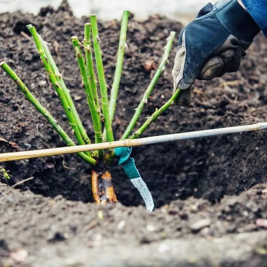 Когда можно пересадить розу на другое место. Саженец розы в земле. Посадка роз. Посадка роз весной в открытый грунт.