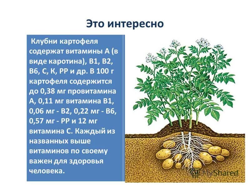 может формировать клубни