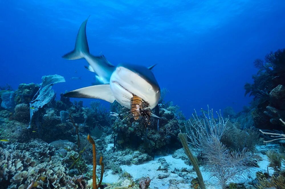 Карибская рифовая акула. Акулы Средиземного моря. Сейшелы рифовые акулы. Тихий океан подводный мир акулы.
