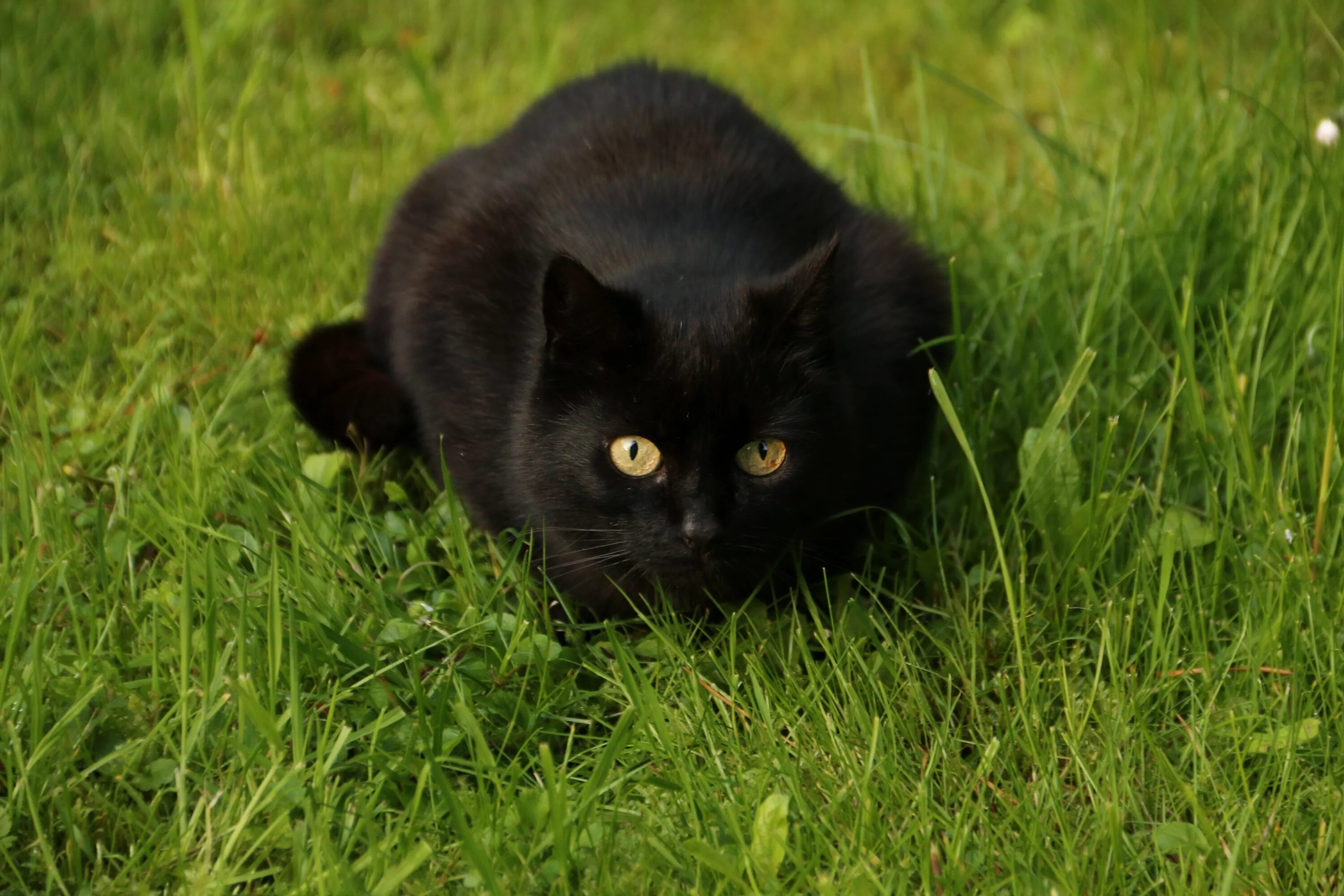 Темно обитатель. Черная кошка. Черные коты. Домашние животные черный кот. Испуганная черная кошка.