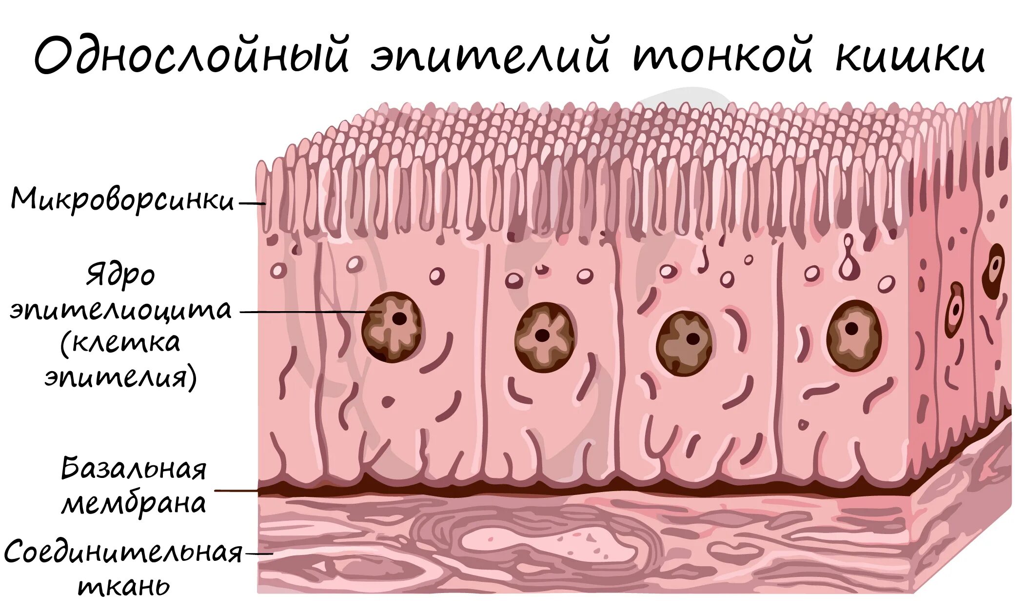 Ткани тонкой кишки. Однослойный эпителий тонкой кишки. Детали строения клетки эпителия кишечника. Однослойный мерцательный эпителий тонкой кишки. Мерцательный эпителий строение ткани.