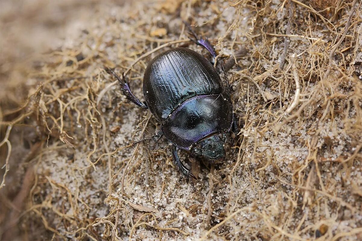 К какому отряду относится жук навозник. Жук навозник. Жук навозник жук навозник. К какому отряду относится жук навозник. Жук навозник.