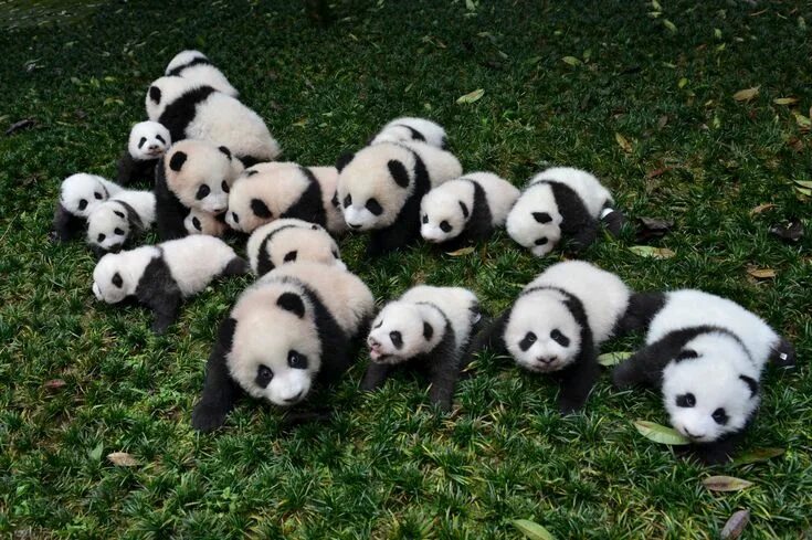 Животные китая фото China makes it illegal to eat endangered species Panda, Giant panda, Rare animal