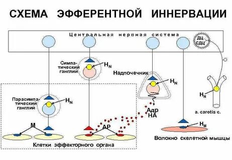 Эфферентная нервная