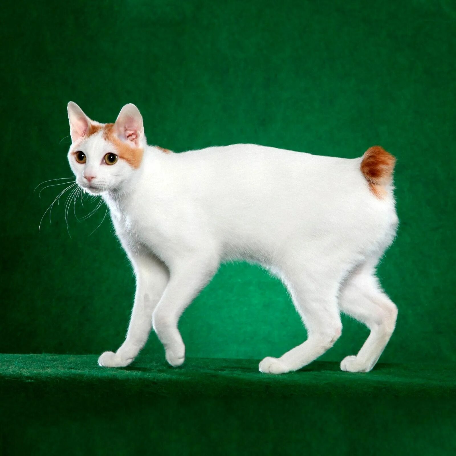 Японский бобтейл. Японский бобтейл кошка. Японский бобтейл короткошёрстный. Порода кошек японский бобтейл.