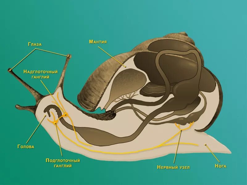 Брюхоногие нервная система система. Брюхоногие моллюски нервная система. Выделительная система улитки. Нервная система моллюска прудовика.