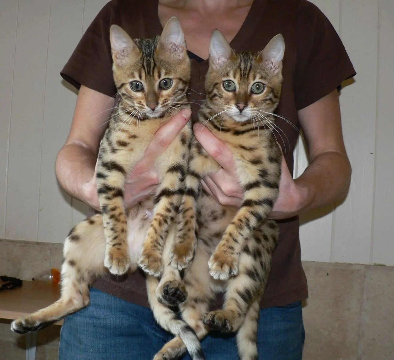 До каких растут коты