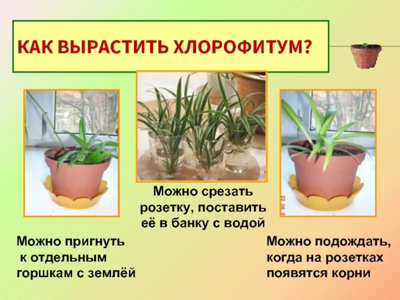 Хлорофитум как размножить. Хлорофитум черенок. хлорофитум отводки. хлорофитум размножение детками. хлорофитум размножение отводками.