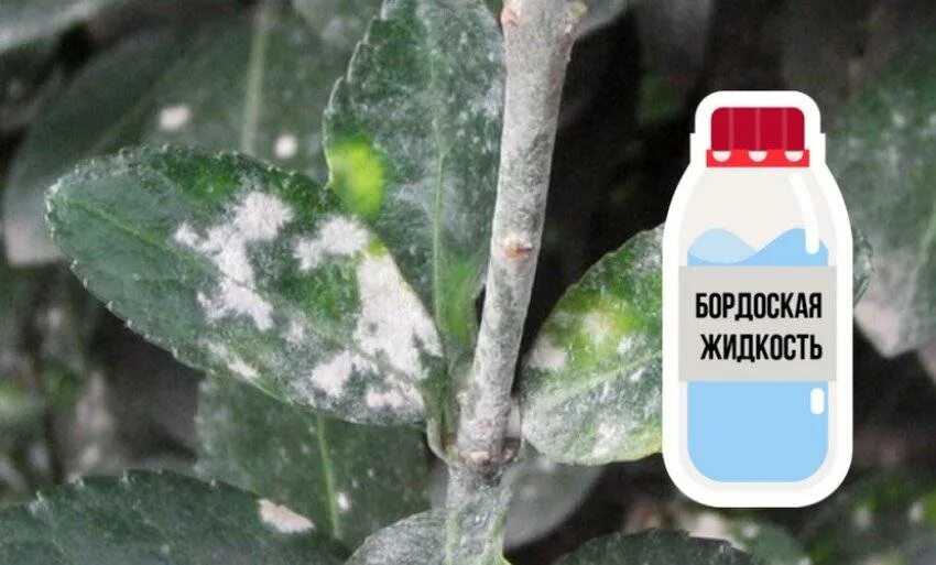 Как избавиться от мучнистой росы на комнатных. Мучнистая роса на бересклете. на бересклете белый налет на листьях. мучнистая роса на листьях комнатных растений. бересклет заболел мучнистой росой.