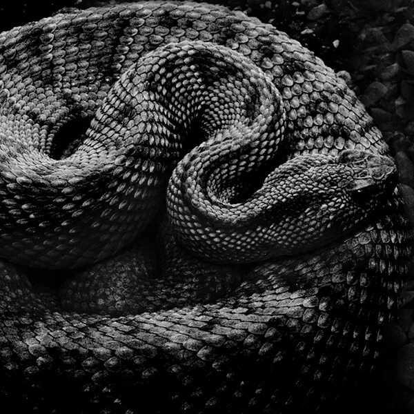 Черный змей что означает. Змея. Змея черно белая. Черная змея. Змеи Эстетика.