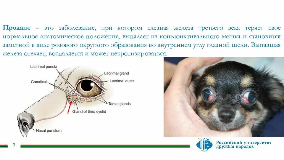 Собака слезный канал. Выпадение слезной железы третьего века. Строение глаза слезная железа. Пролапс слезной железы третьего века. Выпадение железы третьего века у собак.