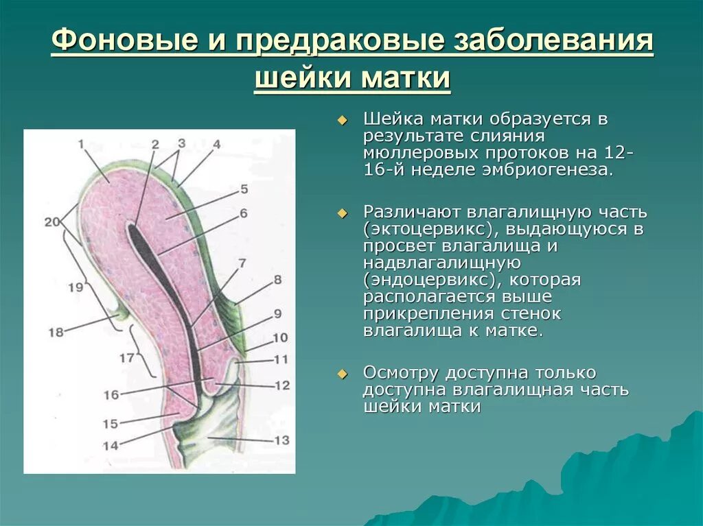 Фоновые и предраковые заболевания матки. Предраковые заболевания шейки матки. Фоновые заболевания и предрак шейки матки. Фоновая и предраковая патология шейки матки.