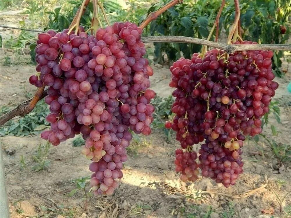 Виноград кишмиш цвет. Виноград кишмиш велес. сорта винограда кишмиш велес. виноград плодовый велес. сорт винограда кишмиш.
