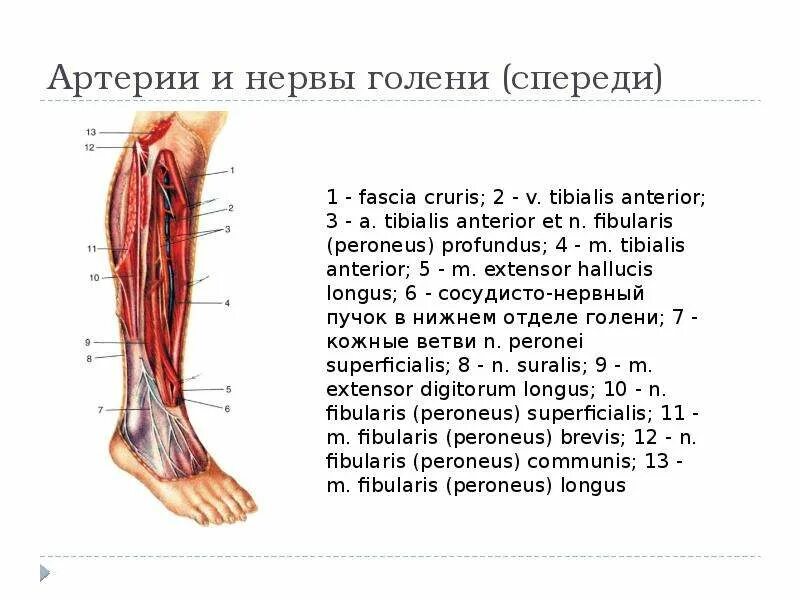 Топографическая анатомия голени. Артерии и нервы голени спереди топографическая анатомия. Межкостная артерия голени.
