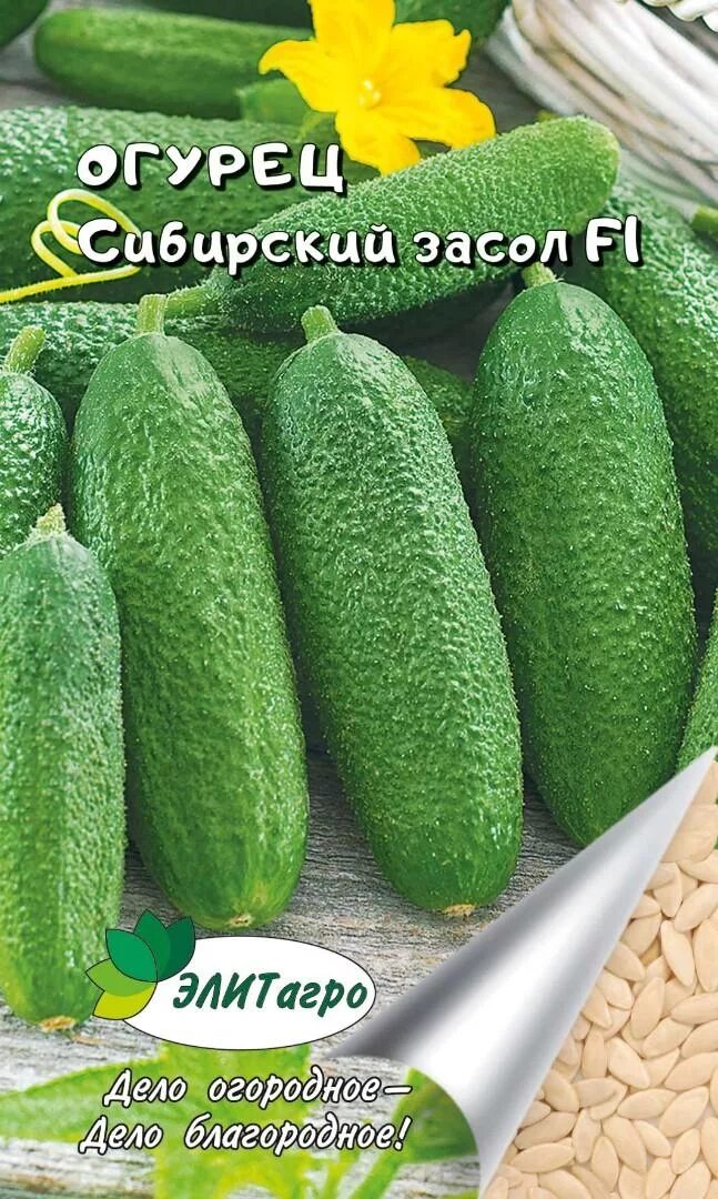 Семена для сибири огурцов. Огурец сибирский суперкучковый. Семена огурцов сибирская коллекция. Огурец сибирская гирлянда f1 семена премиум 5шт уральский дачник,. Семена огурец сибирская гирлянда f1 уральский дачник, 5шт ар.