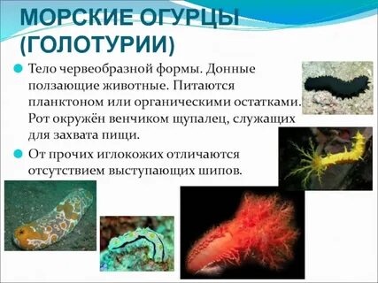 Свойства морского огурца