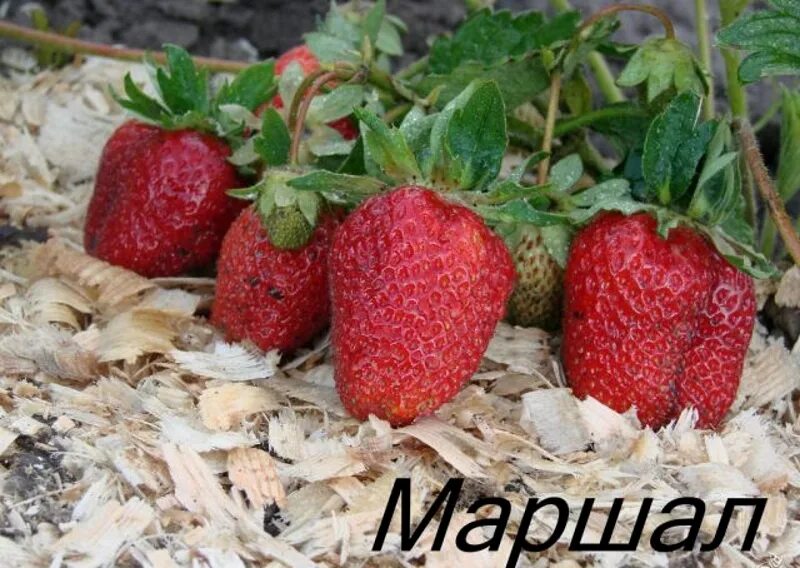 Клубника маршал фото и описание. Клубника сорт камрад победитель. Клубника маршал фото и описание. Сорт клубники маршал. Сорт клубники маршал.