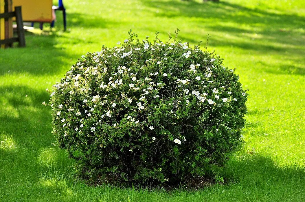Кусты т