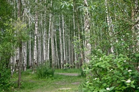 Березовая роща уровень