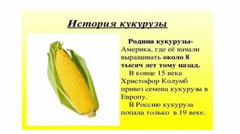 История кукурузы - презентация онлайн 