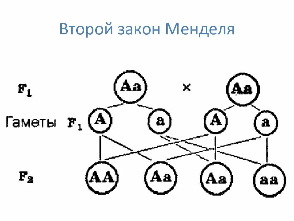 Схема скрещивания 2 закона Менделя. Схема первого и второго закона Менделя. Схема скрещивания второго закона Менделя. Второй закон Менделя схема скрещивания. Мендель второе поколение гибридов