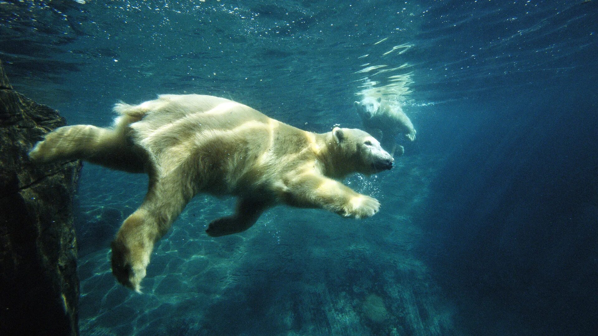 Звери под водой. Белый медведь плавает. Морской медведь. Животные под водой. Белый медведь плывет.
