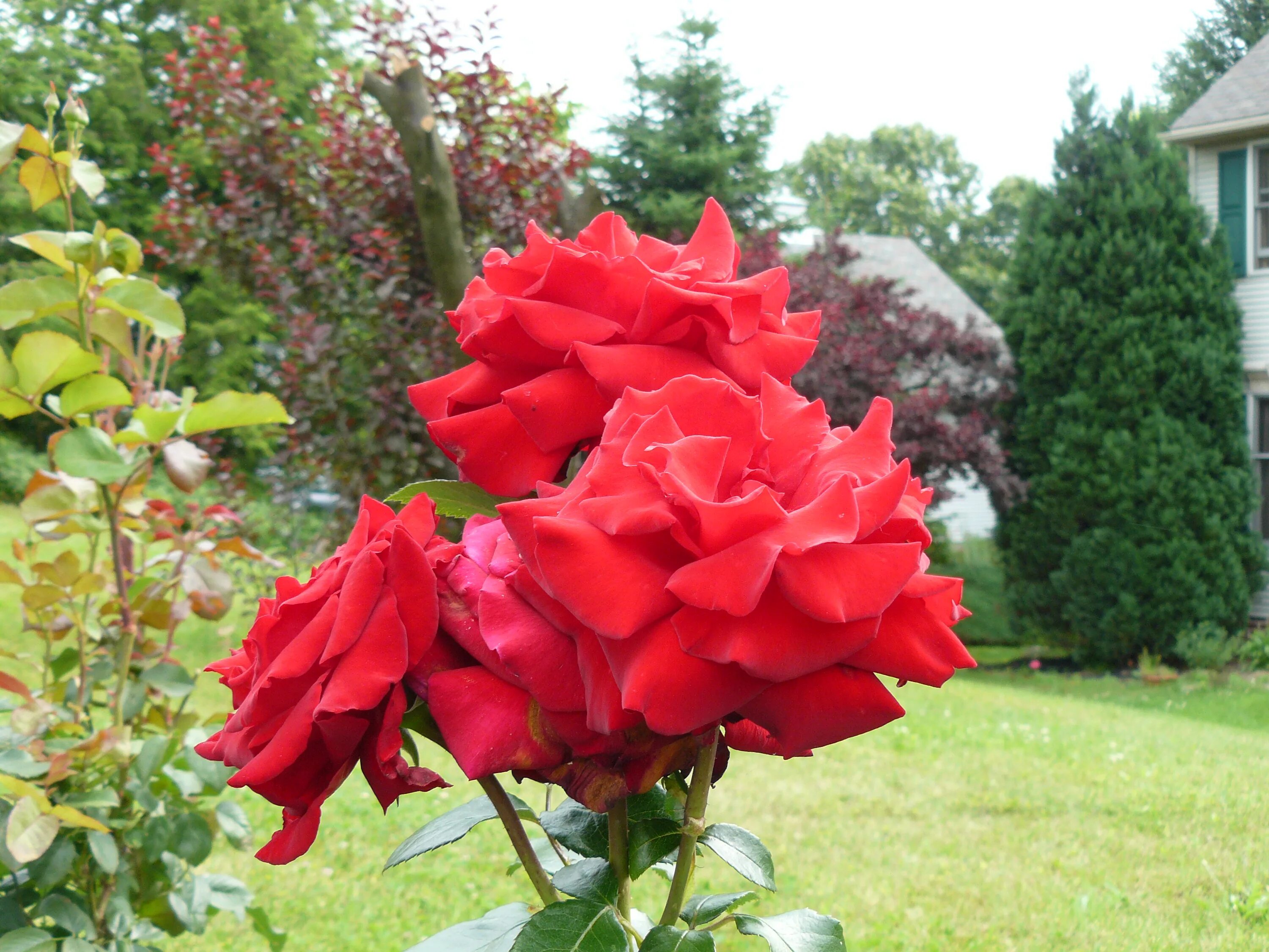 роза казахстанская юбилейная. казахстанская юбилейная. роза казахстанская юбилейная. красная казахская юбилейная роза. роза чайно-гибридная ред наоми.