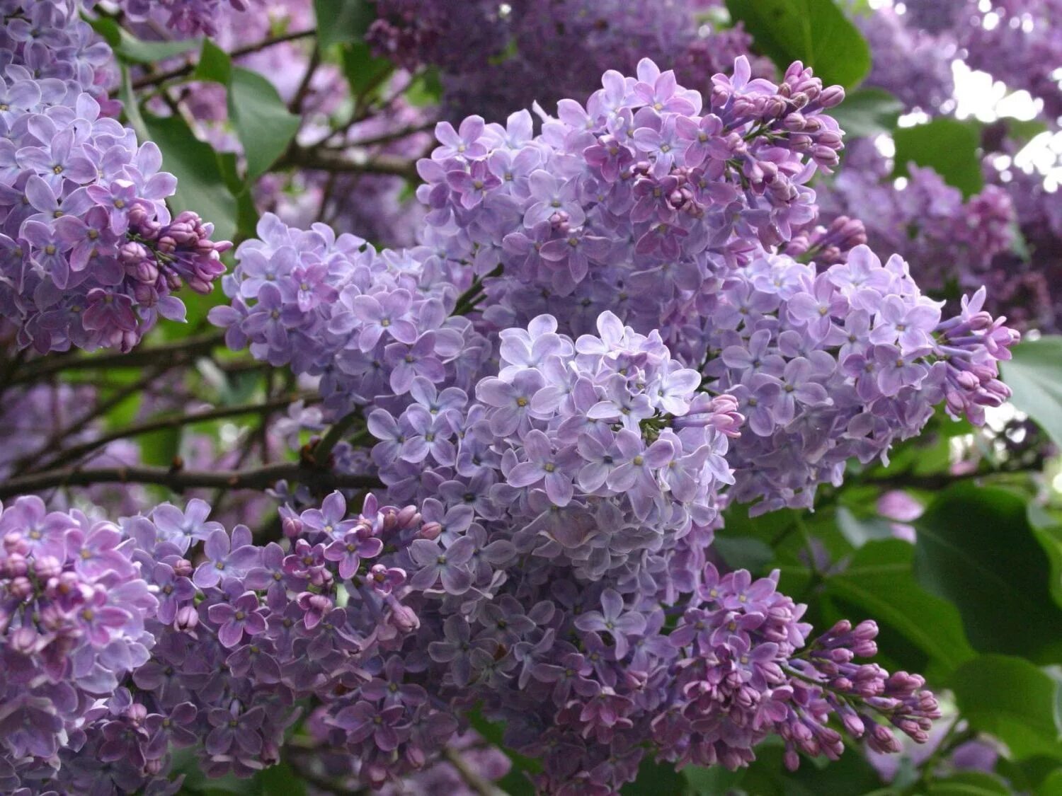 Цветение сирени когда. Сирень Звегинцева (Syringa sweginzowii). Сирень Звегинцева. Сирень Эстер Стейли.