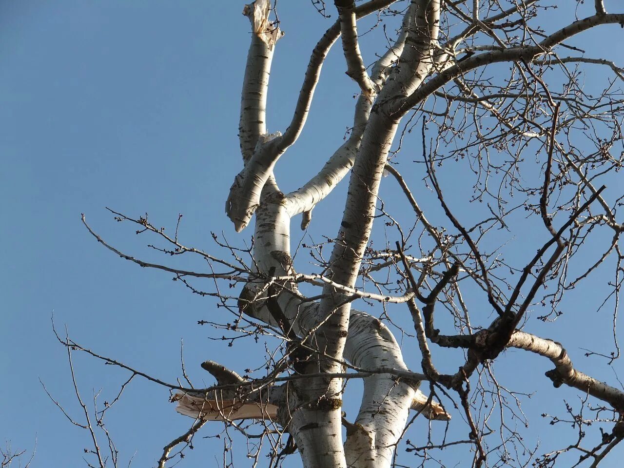 Текстура коры. Береза раздвоенная. Betula papyrifera. Дерево с белым стволом. Тополь пирамидальный ствол.