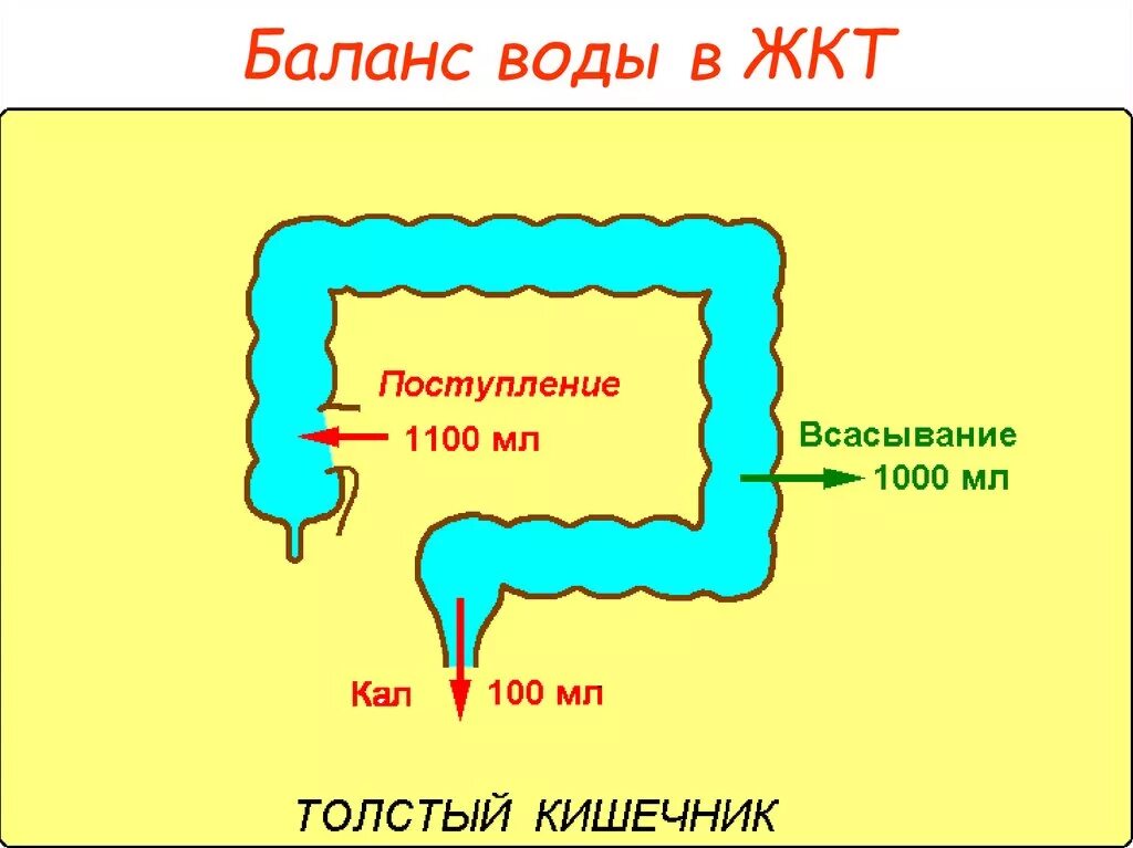 Вода всасывается в кишечнике. Всасывание воды в кишечнике. Вода всасывается в толстом кишечнике. Всасывание воды в толстой кишке. Вода попадает в кишечник