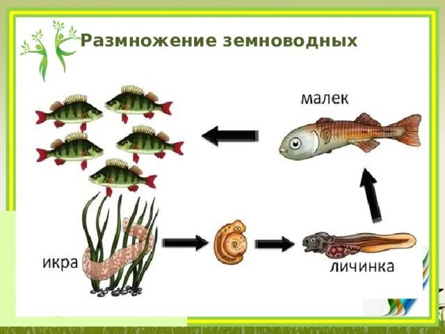 Цикл развития рыбы схема. Цикл развития рыбы схема стадии развития. Схема размножения и развития рыб. Рисунок цикл развития рыбы.