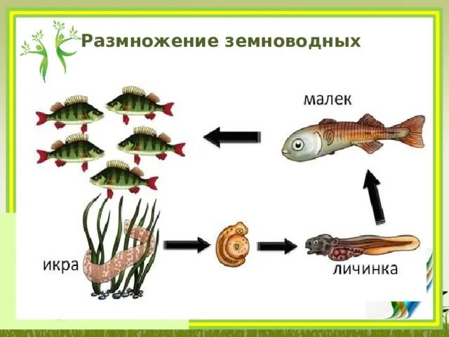 Размножение происходит в воде