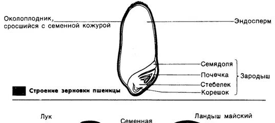 Рассмотрите рисунок семени какая структура обозначена. Строение зерна пшеницы зерновки. Строение семян однодольных растений Зерновка пшеницы. Строение семени зерновки пшеницы. Эндосперм семени пшеницы.