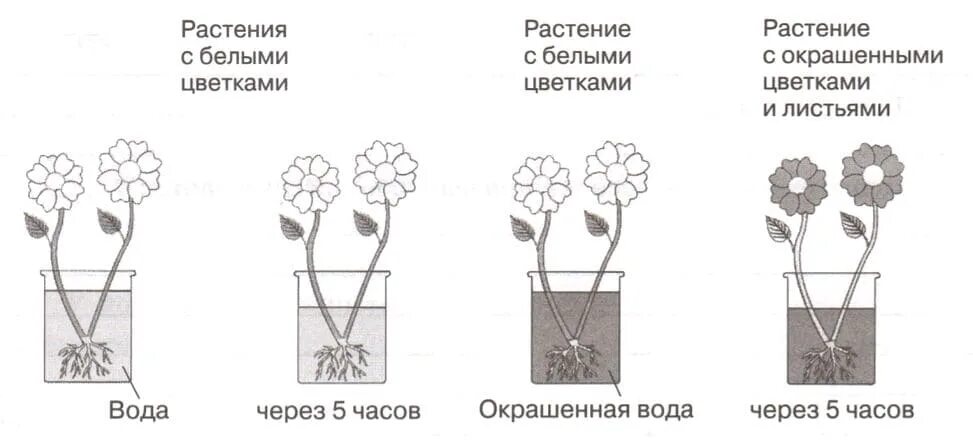 Впр 6 класс передвижение веществ. Схема передвижения веществ у растений. перемещение веществ по растению. рабочий лист транспорт веществ у растений. рисунок транспорт веществ в растении.