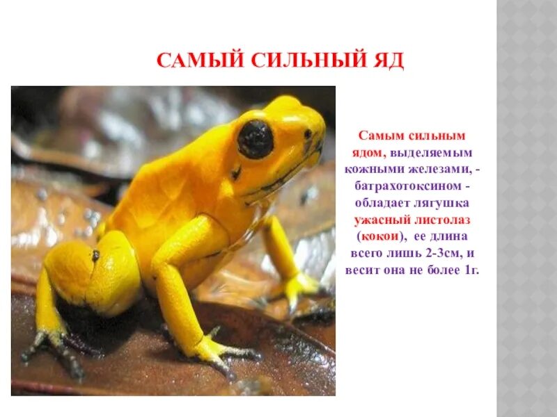 Самый сильный яд. Самый сильный яд в мире. Самый сильный яд в мире для человека. Самый сильный нейротоксин. Сильнейшую отраву