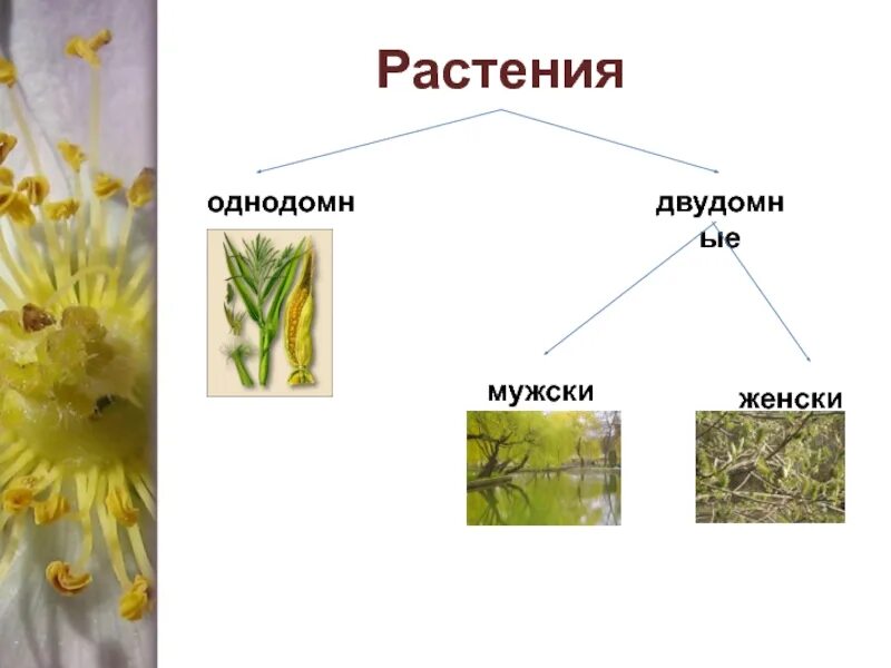 Двудомными называют растения у которых развиваются цветки. Однодомные растения это в биологии 6 класс. Однодомные и двудомные растения. Однодомные и двудомные цветки биология 6 класс. Однодомные и двудомные растения примеры.